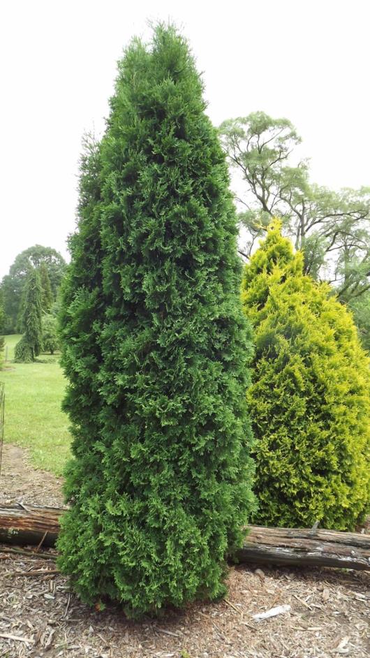 Thuja occ Rushmore 