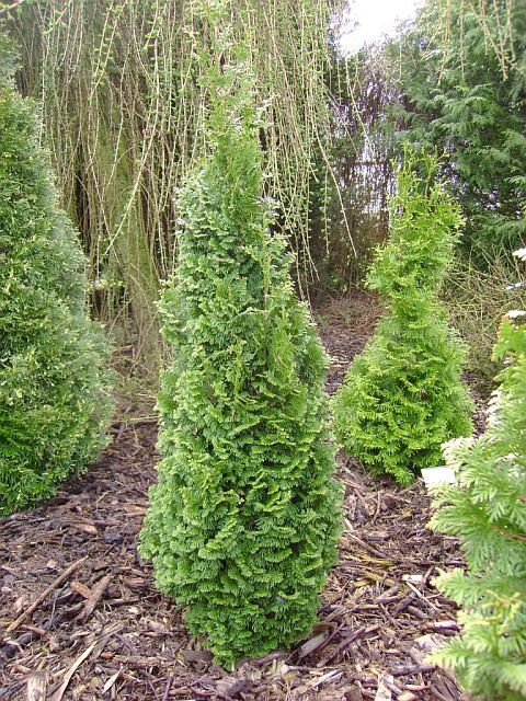 Thuja occ Spiralis Mini 