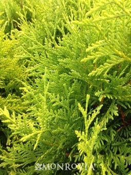 Thuja occ Starkie&