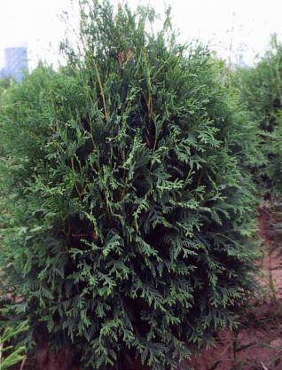 Thuja occ Techny 5&