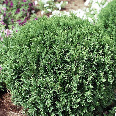 Thuja occ Woodwardii 3&