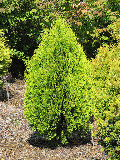 Thuja or Berckman&