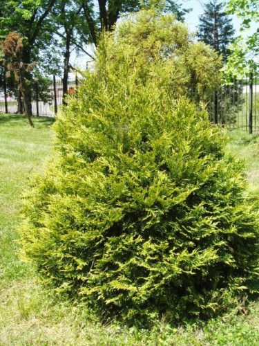 Thuja pli Hogan 