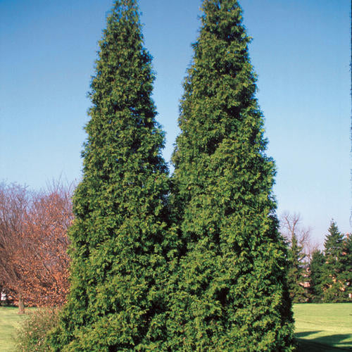 Thuja pli Spring Grove 9&
