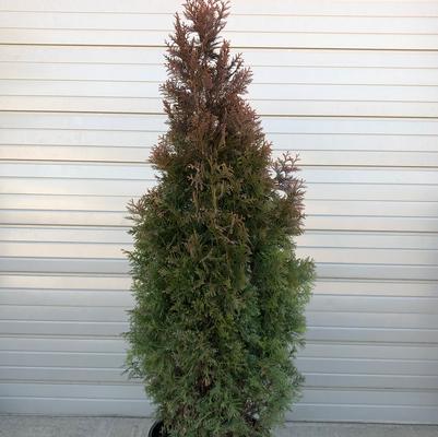 Thuja x Slender Giant 