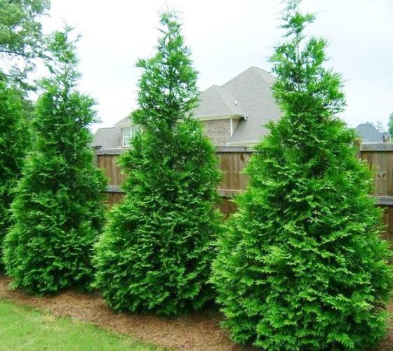 Thuja pli Green Giant 4&