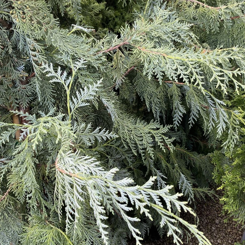 Thuja kor glauca 