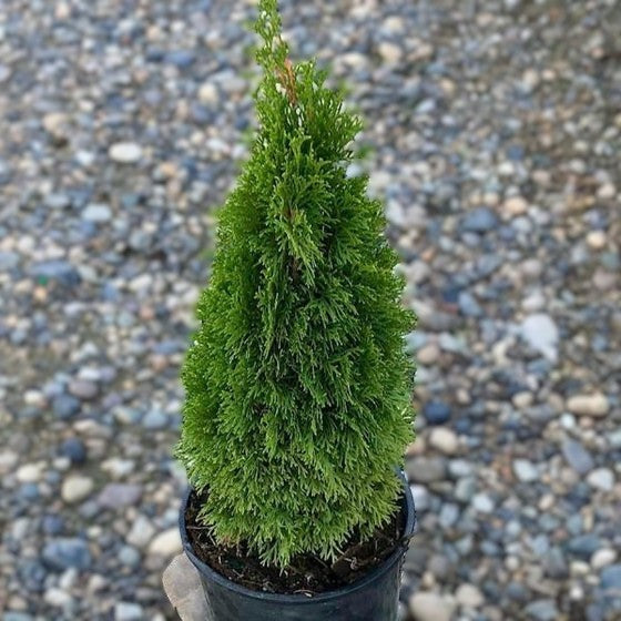 Thuja occ Emerald Petite 