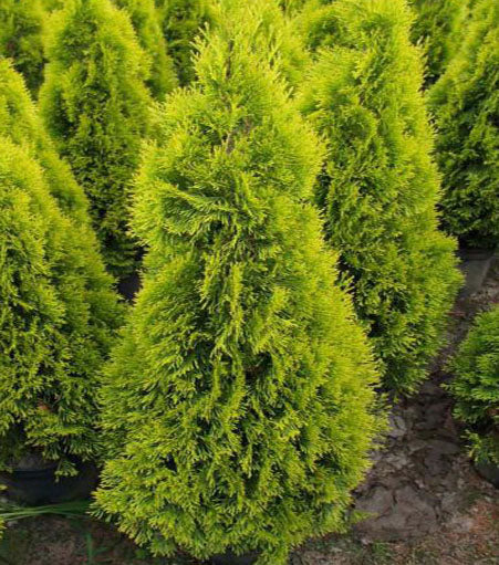 Thuja occ Golden Blush 