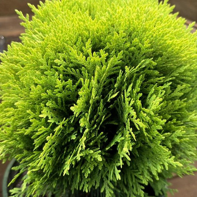 Thuja occ Golden Child 