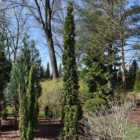 Thuja occ Sting 