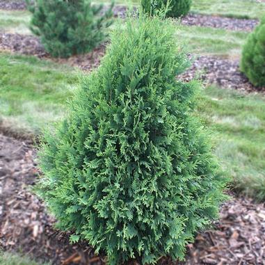 Thuja occ Technito 