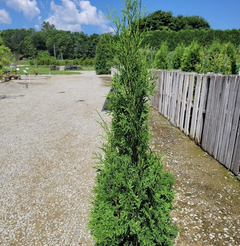 Thuja occ Thin man 