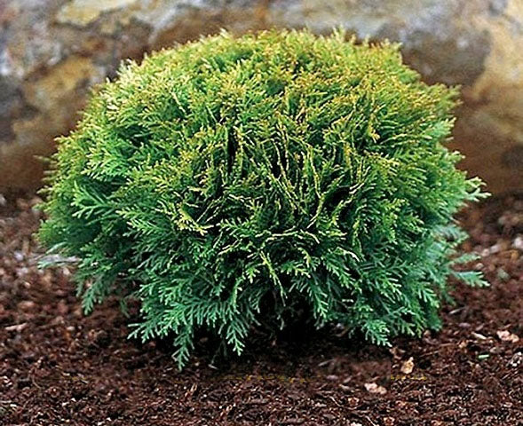 Thuja occ Tom Thumb 