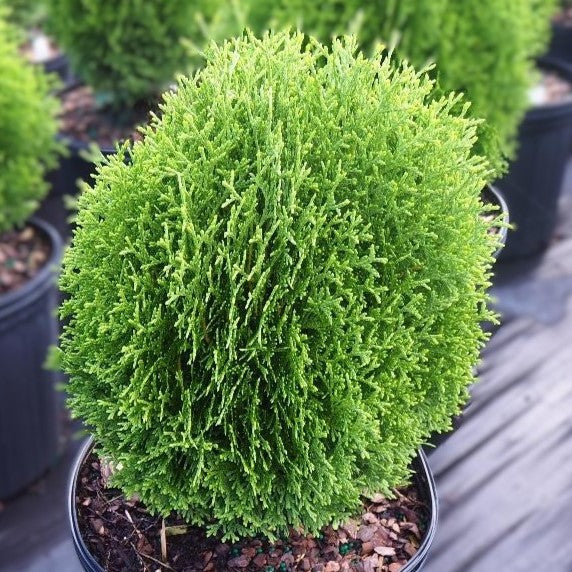 Thuja occ Hetz Midget 