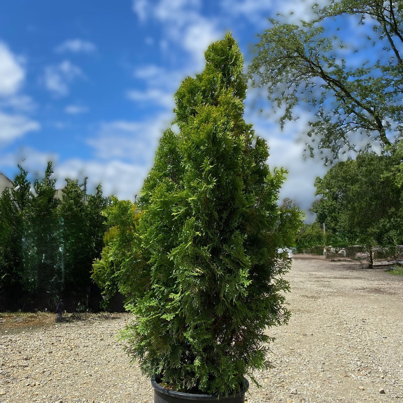 Thuja occ Jantar 