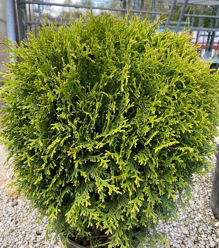 Thuja occ Little Giant 15"
