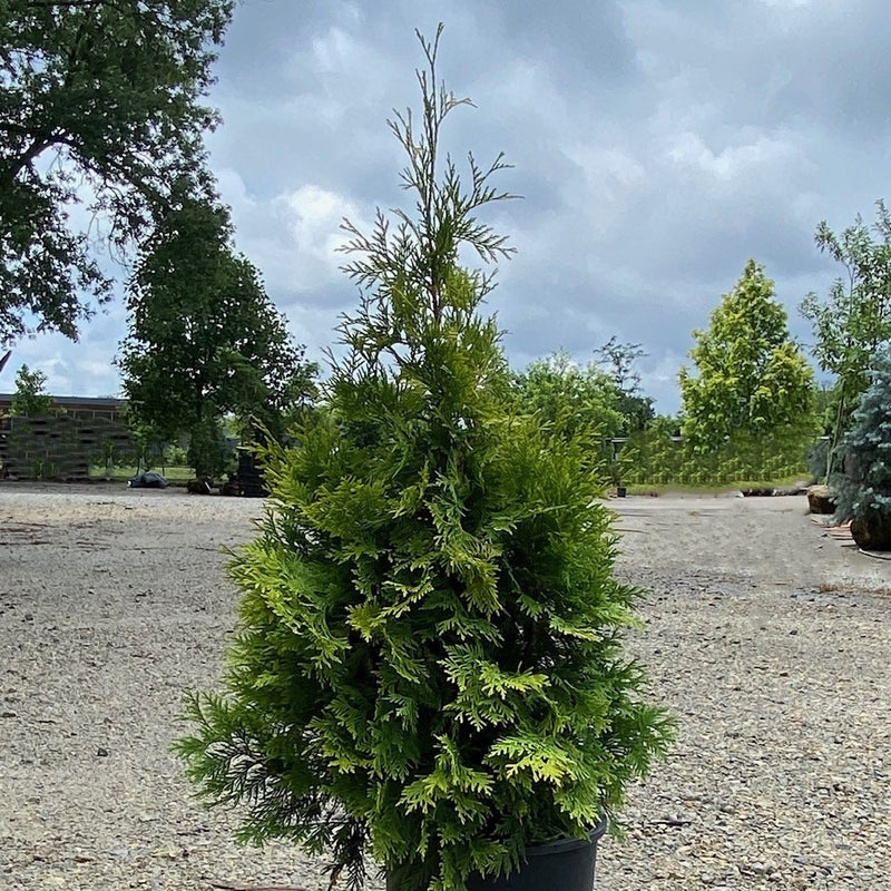 Thuja occ Yellow Ribbon 