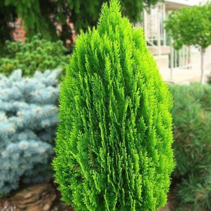 Thuja orientalis Morgan 