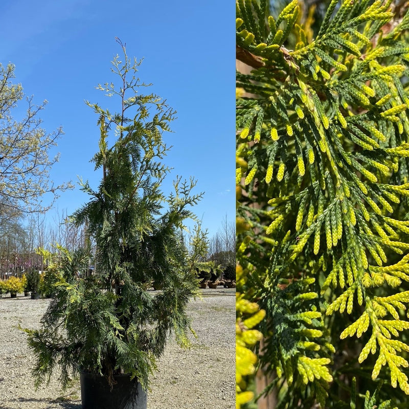 Thuja pli Lucky Find 