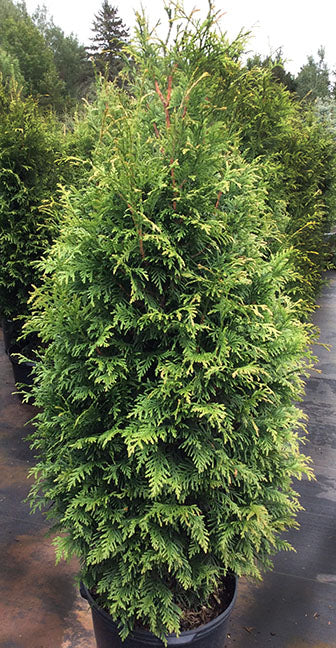 Thuja pli Northern Spire 
