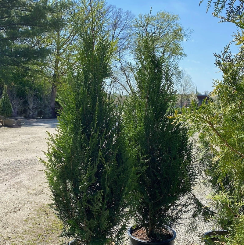 Thuja pli Virescens 