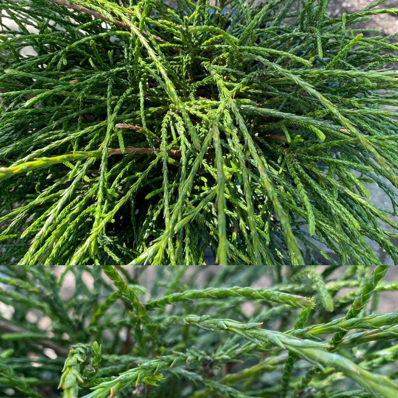 Thuja pli Whipcord 