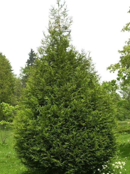 Thuja pli atro(tight) 4' – The Siebenthaler Company
