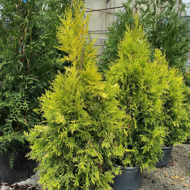 Thuja pli Fluffy 