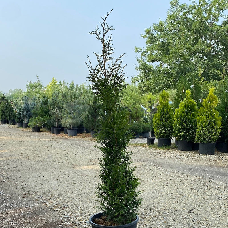 Thuja x Junior Giant 