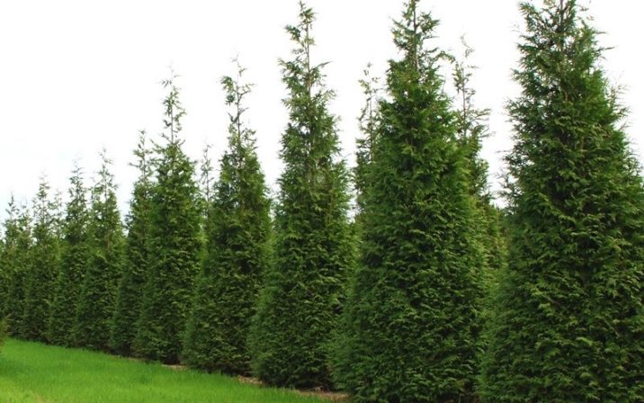 Thuja x Steeplechase 