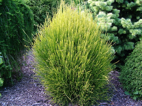 Thuja orientalis Franky Boy std 