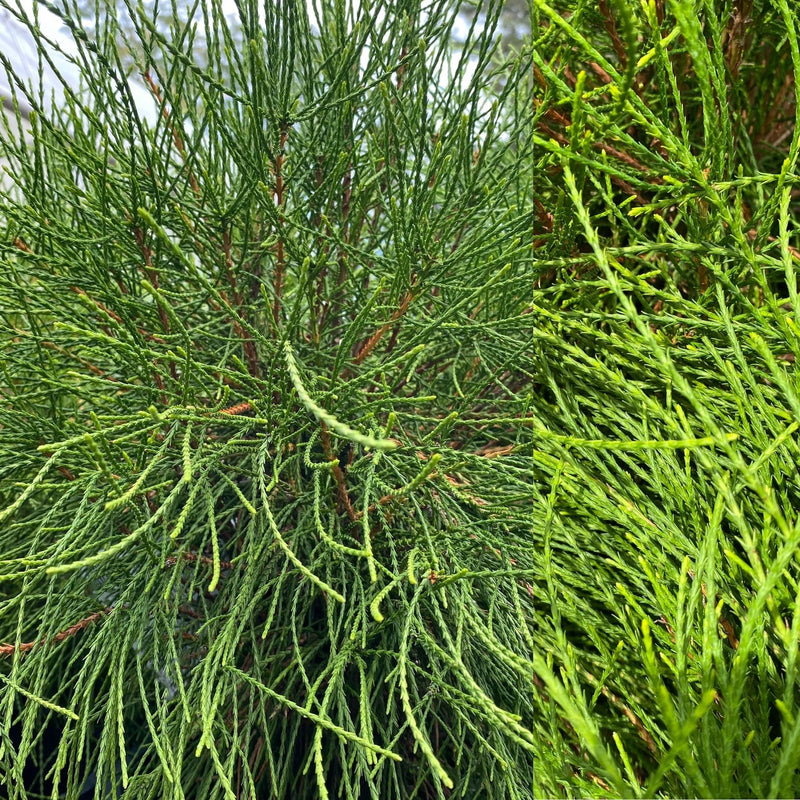 Thuja orientalis Franky Boy 