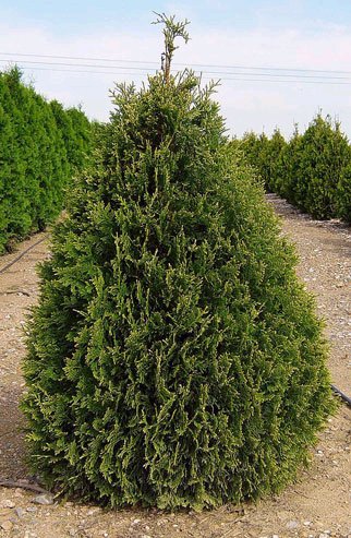 Thuja occ Douglasii Pyramidal 6&