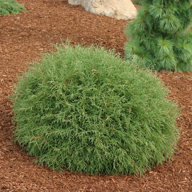 Thuja occ Mr Bowling Ball 