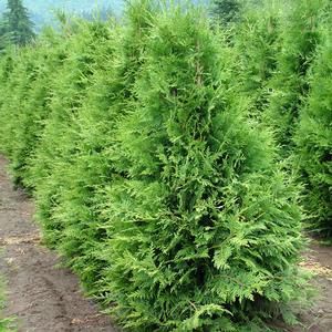 Thuja pli Sugar and Spice 5&