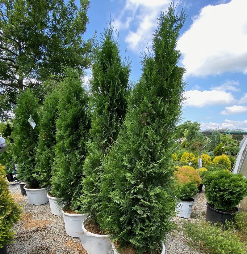 Thuja occ North Pole 