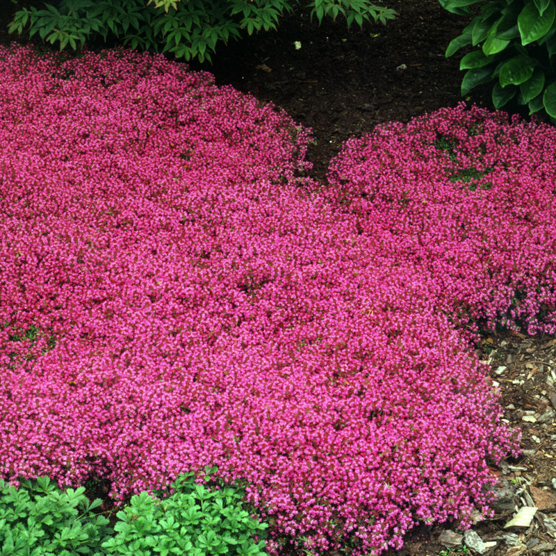 Thymus coccineus 