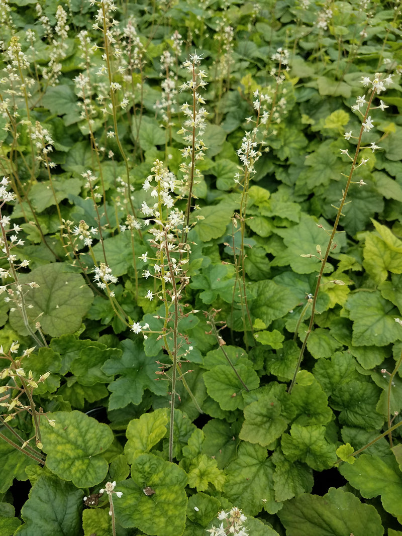 Tiarella cordifolia 