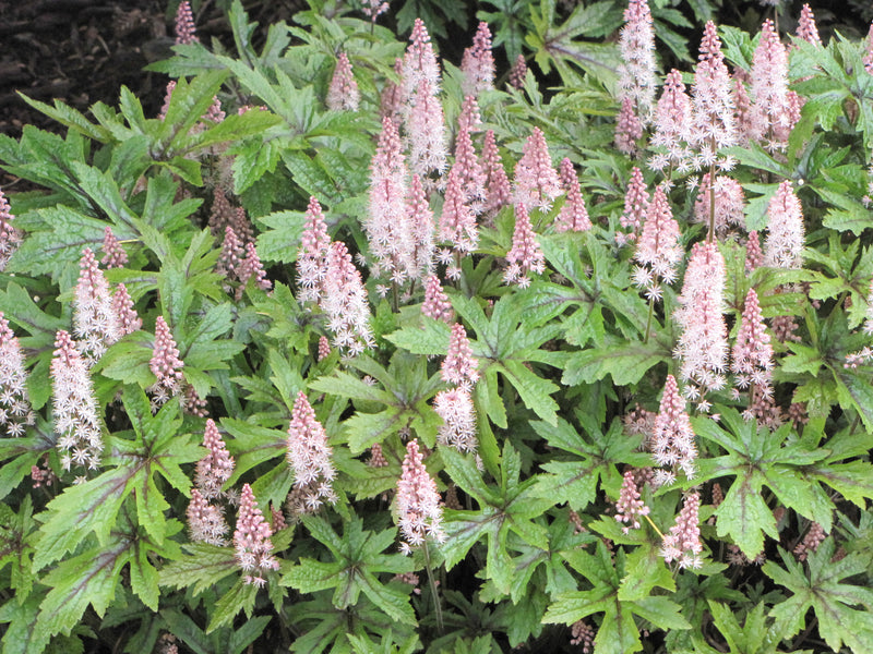 Tiarella Pink Skyrocket 