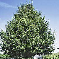 Tilia c Greenspire 3.5"