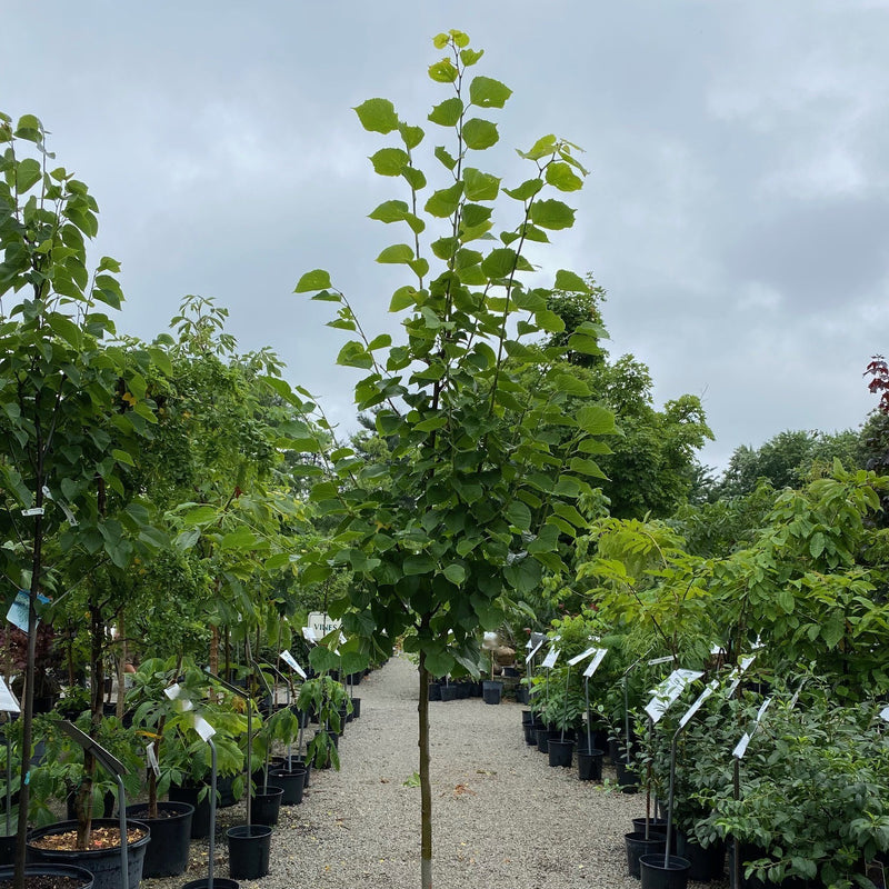 Tilia x Warsaw 
