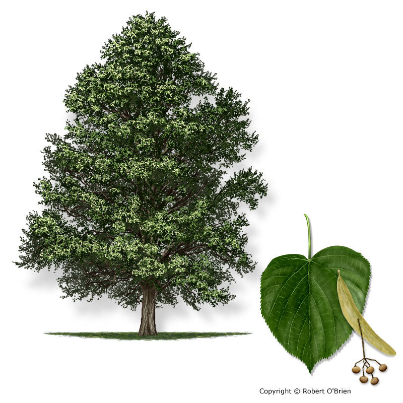 Tilia americana 
