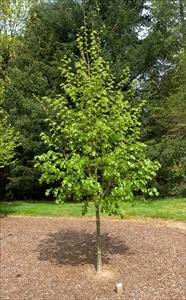 Tilia c Corinthian 1.75"