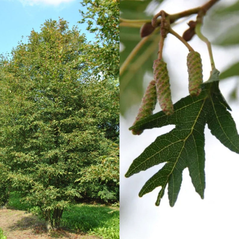 Tilia platphyllos Laciniata 