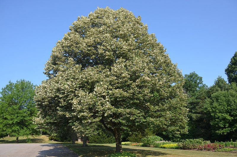 Tilia t Sterling Silver 