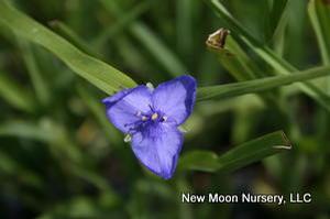 Tradescantia ohioensis 