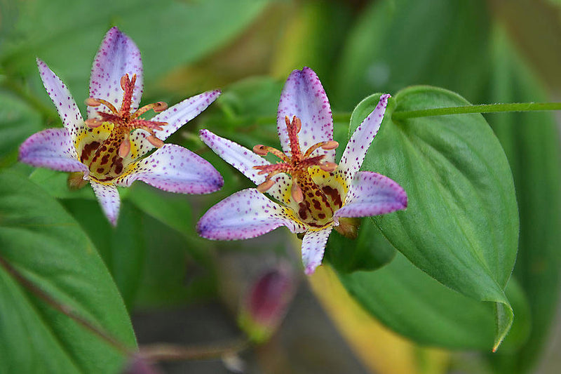 Tricyrtis Seiryu 1 qt