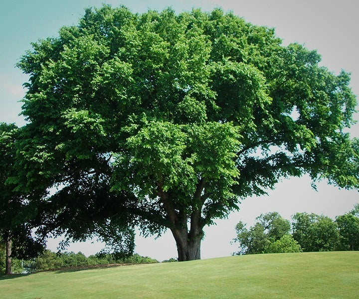 Ulmus americana 