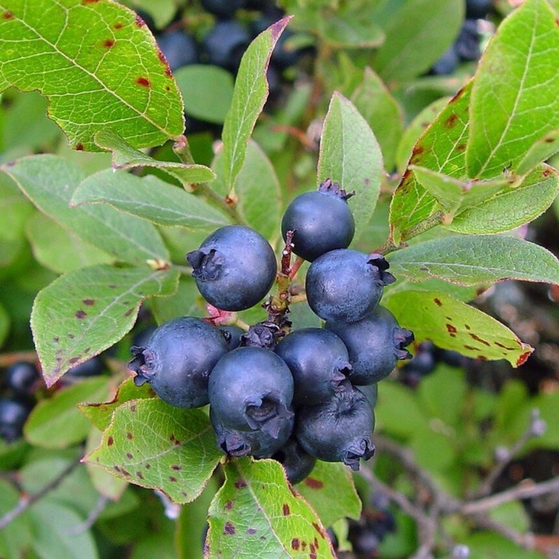 Vaccinium angustifolium BF 